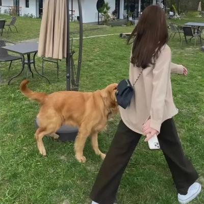 艳谍飞龙